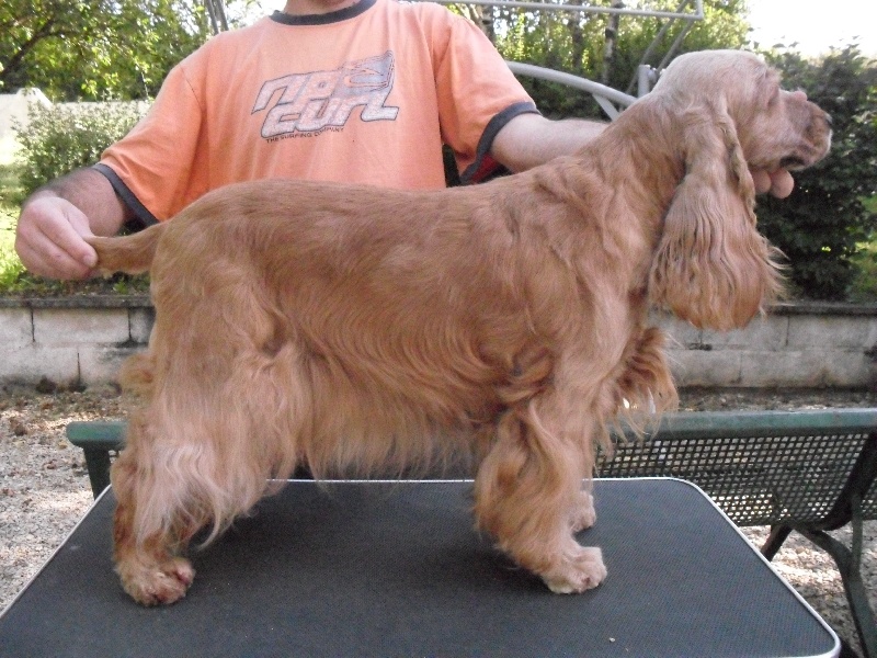 weeping willow's Anoushka